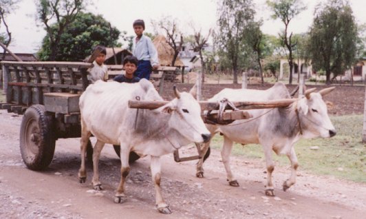 Click to return to galary