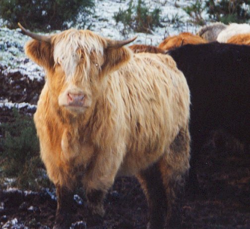 Click to return to galary